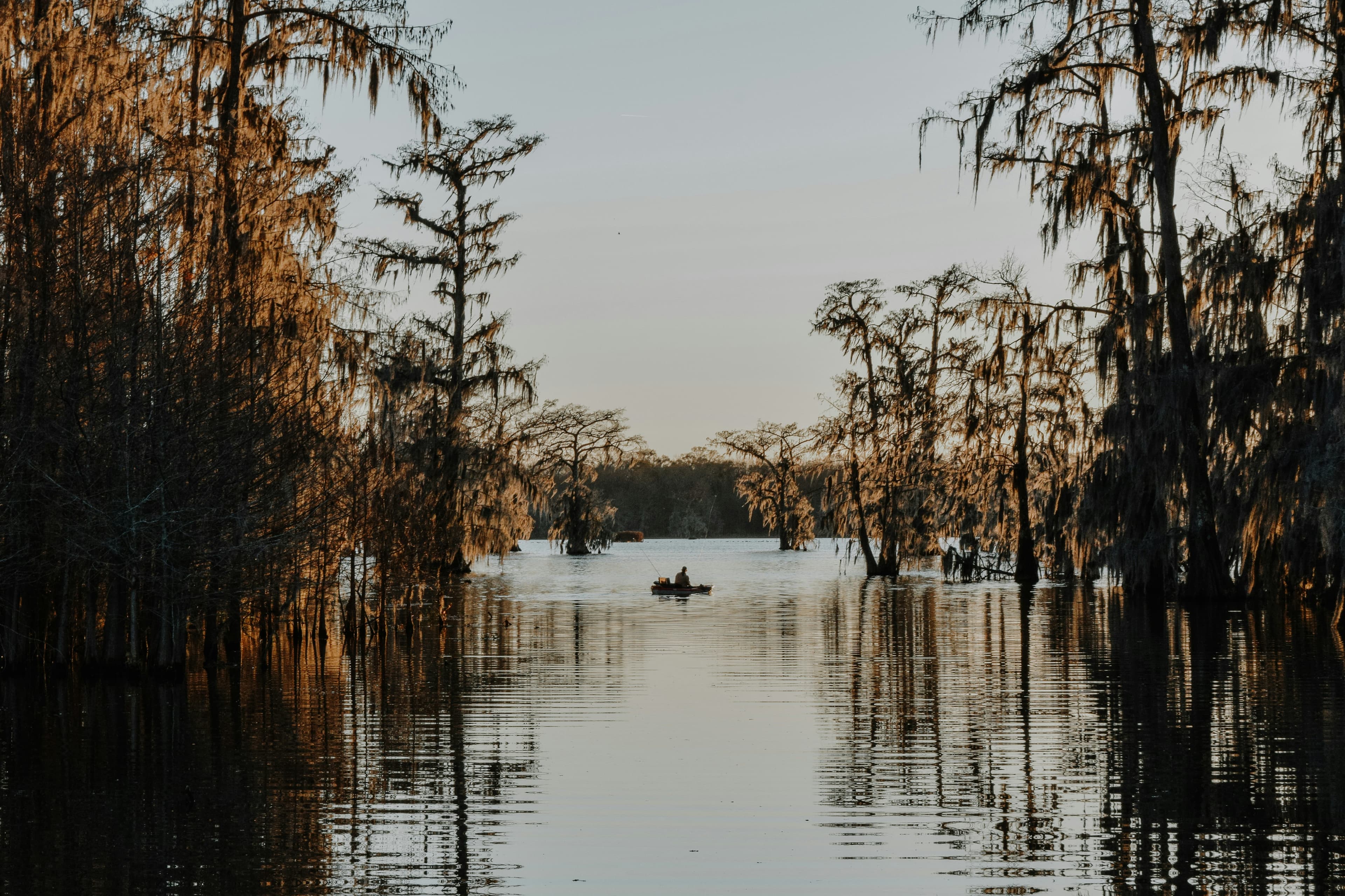 Cypress trees hung with Spanish moss standing in still swamp water near Lafayette, Louisiana