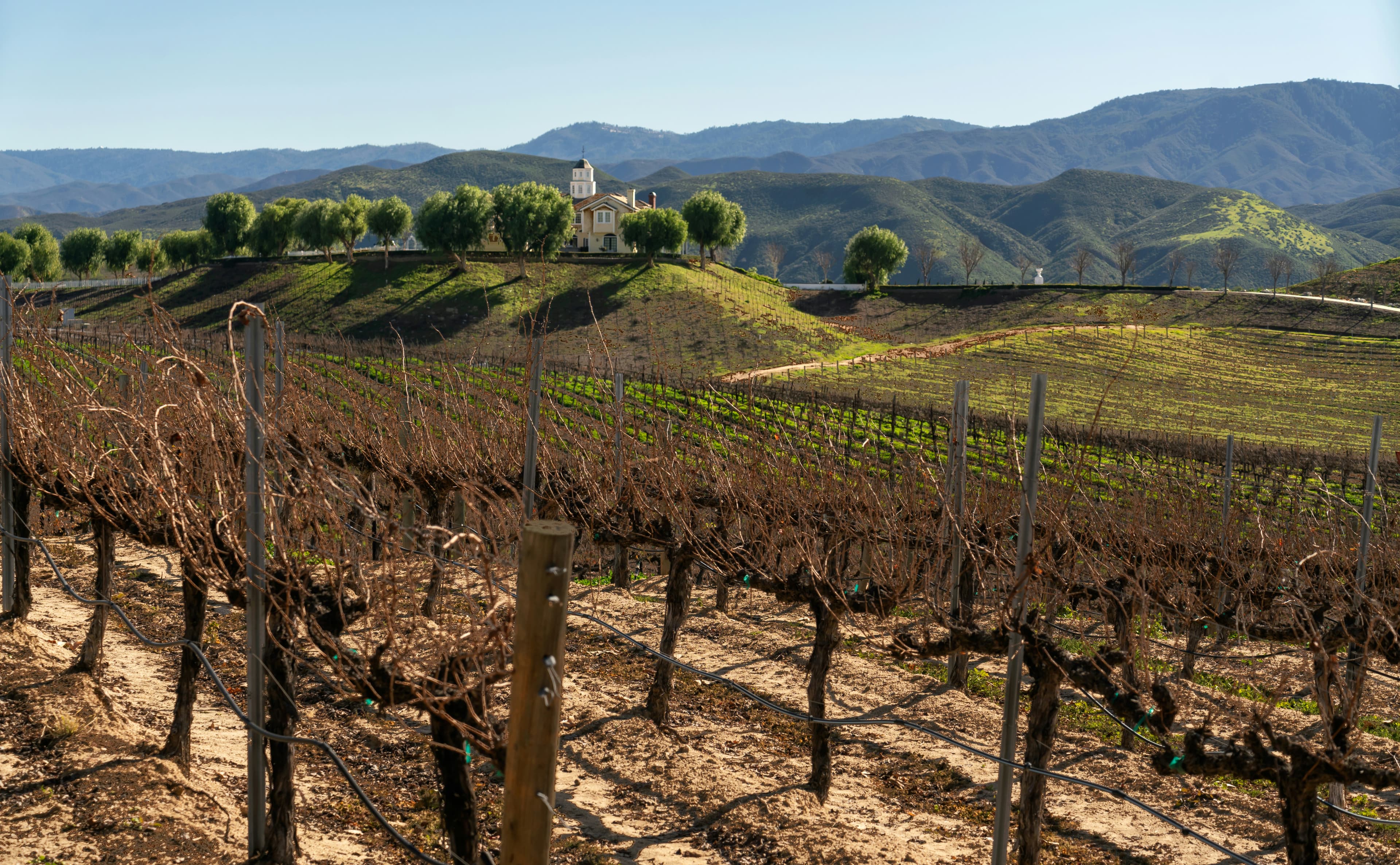 Vineyard rows with hills in the background in Temecula Valley Wine Country