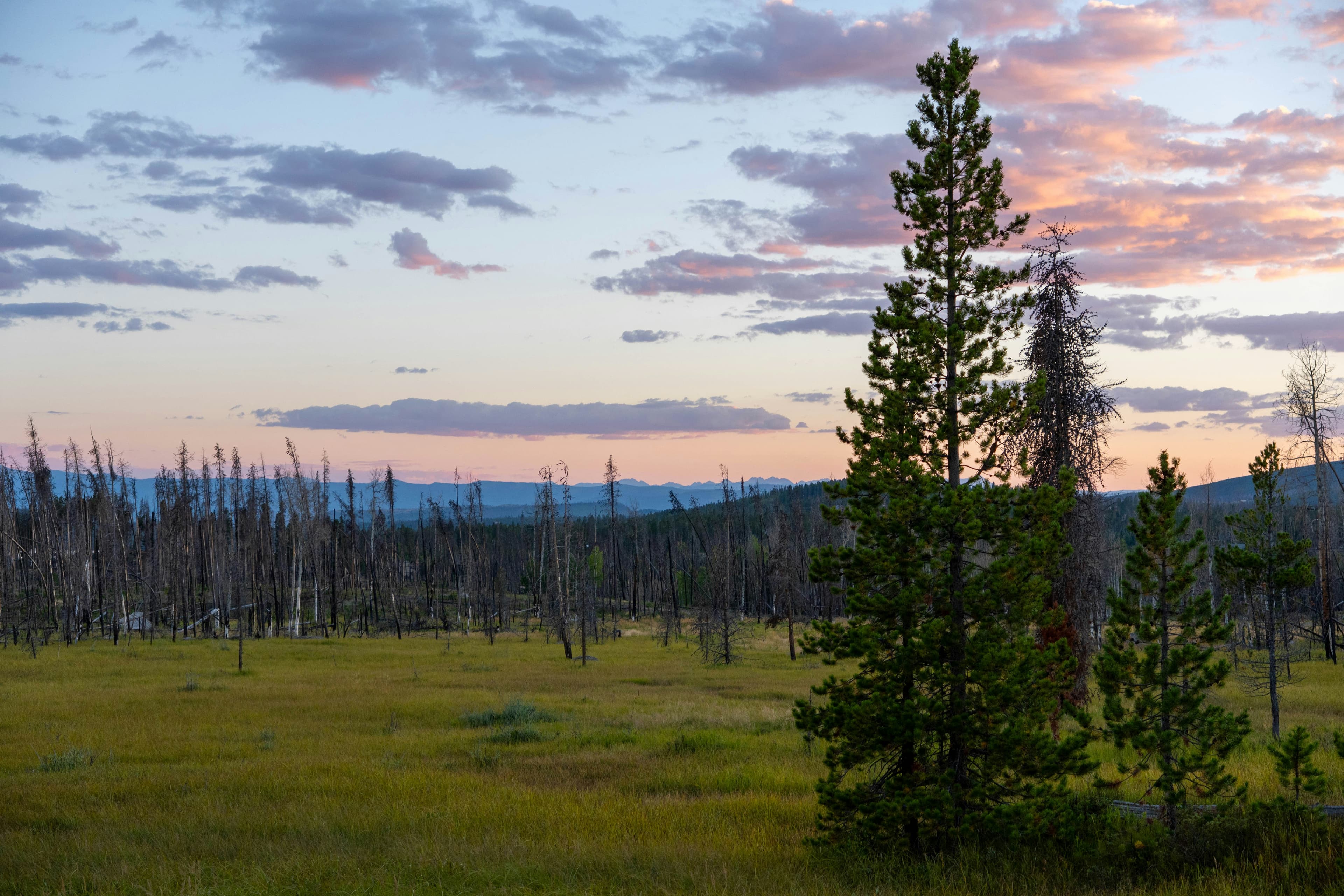 Meadow and pine forest below the mountains near Granby in Grand County, Colorado